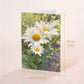 Sunlit Daisies Greeting Card