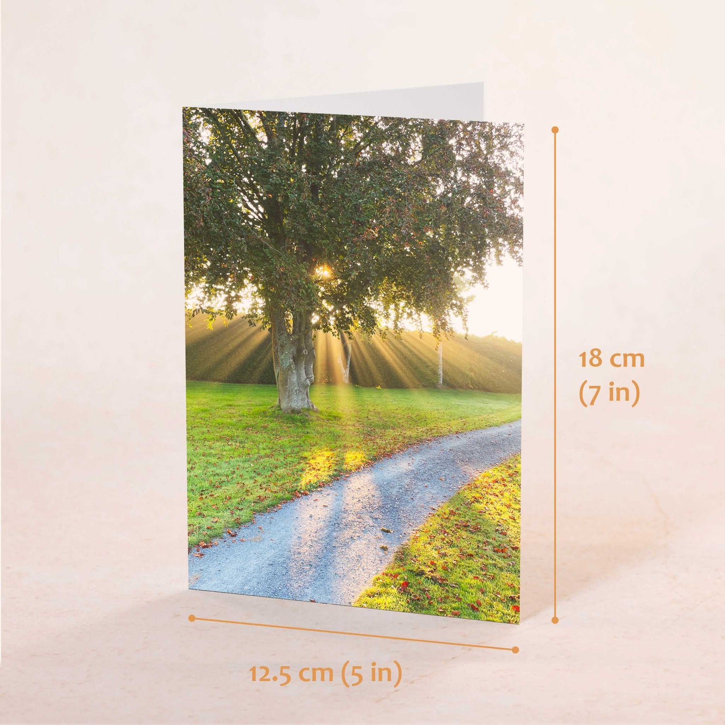 Sunrays Greeting Card