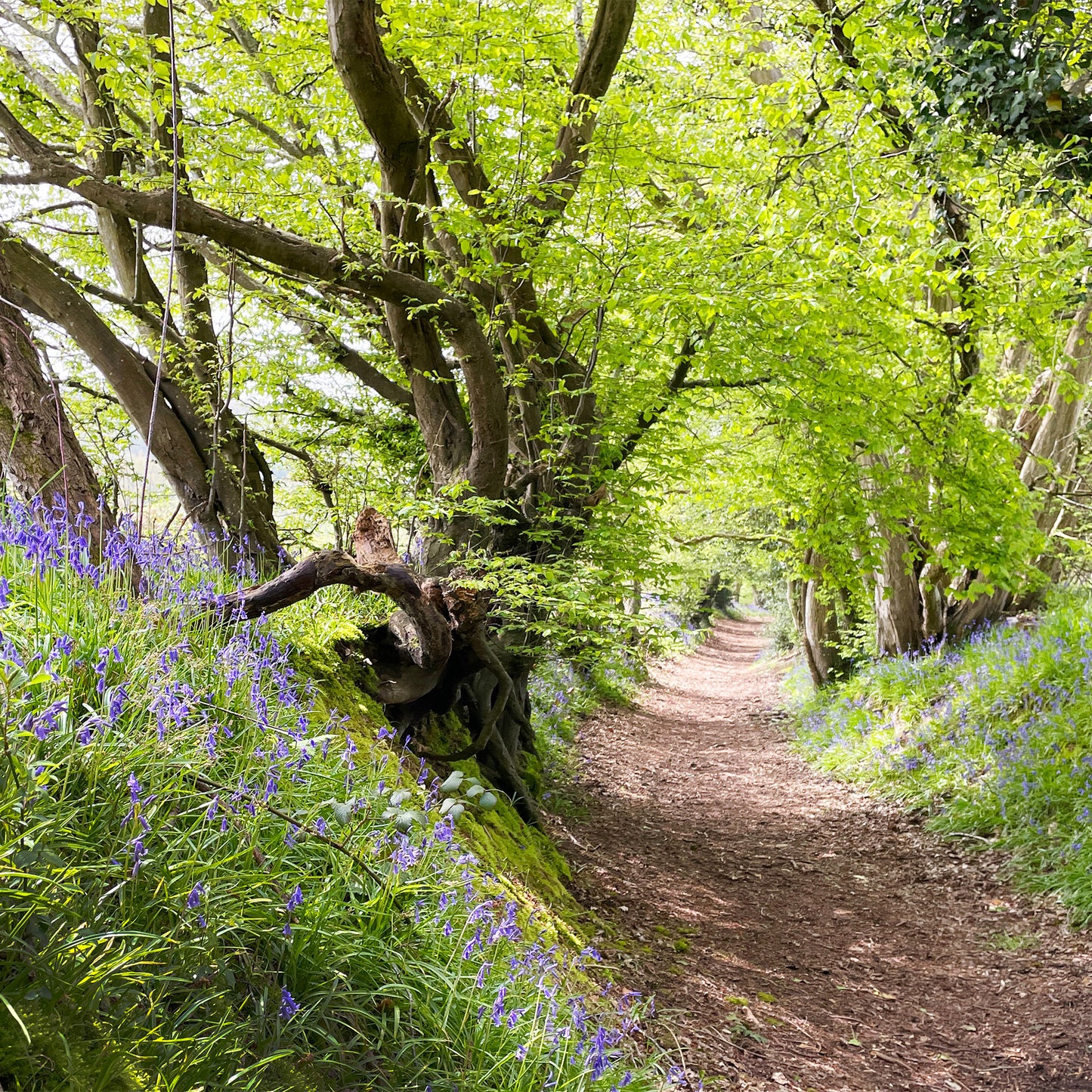 Sunken Lane in Spring Greeting Card