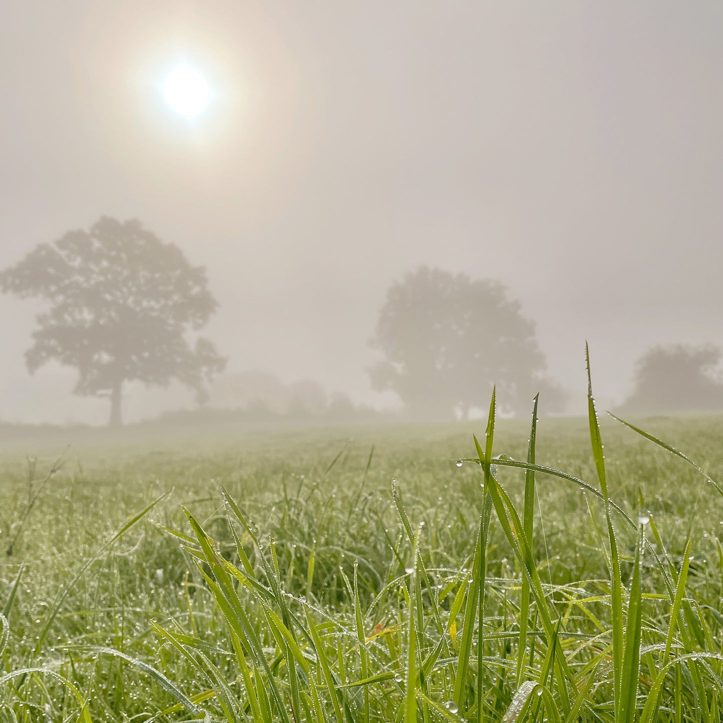 Autumn Mists Print