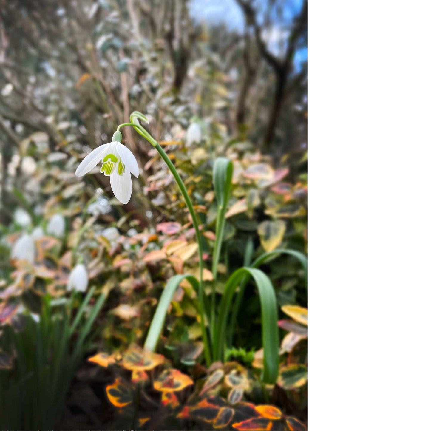 Snowdrop Greeting Card