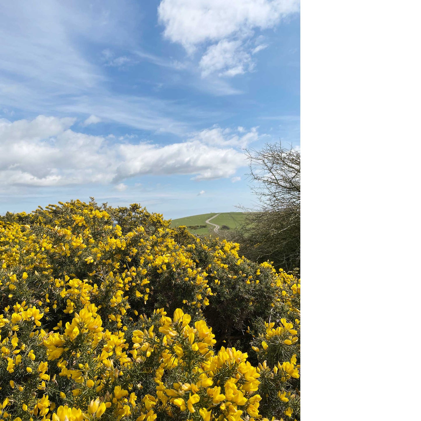 Firle Beacon Gorse Greeting Card