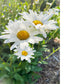 Sunlit Daisies Greeting Card