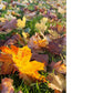 Autumn Leaves Greeting Card