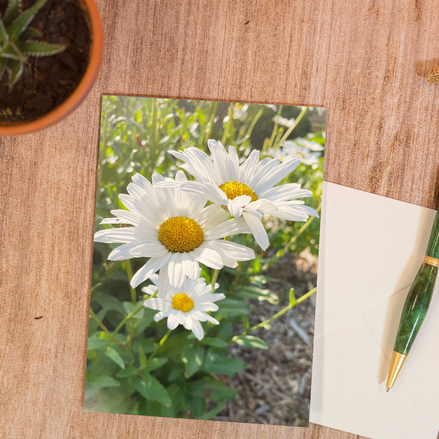 Sunlit Daisies Greeting Card