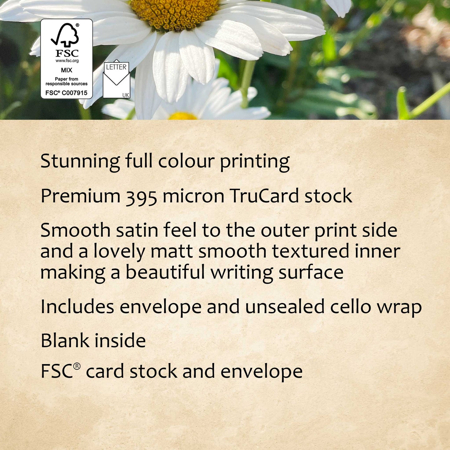 Sunlit Daisies Greeting Card