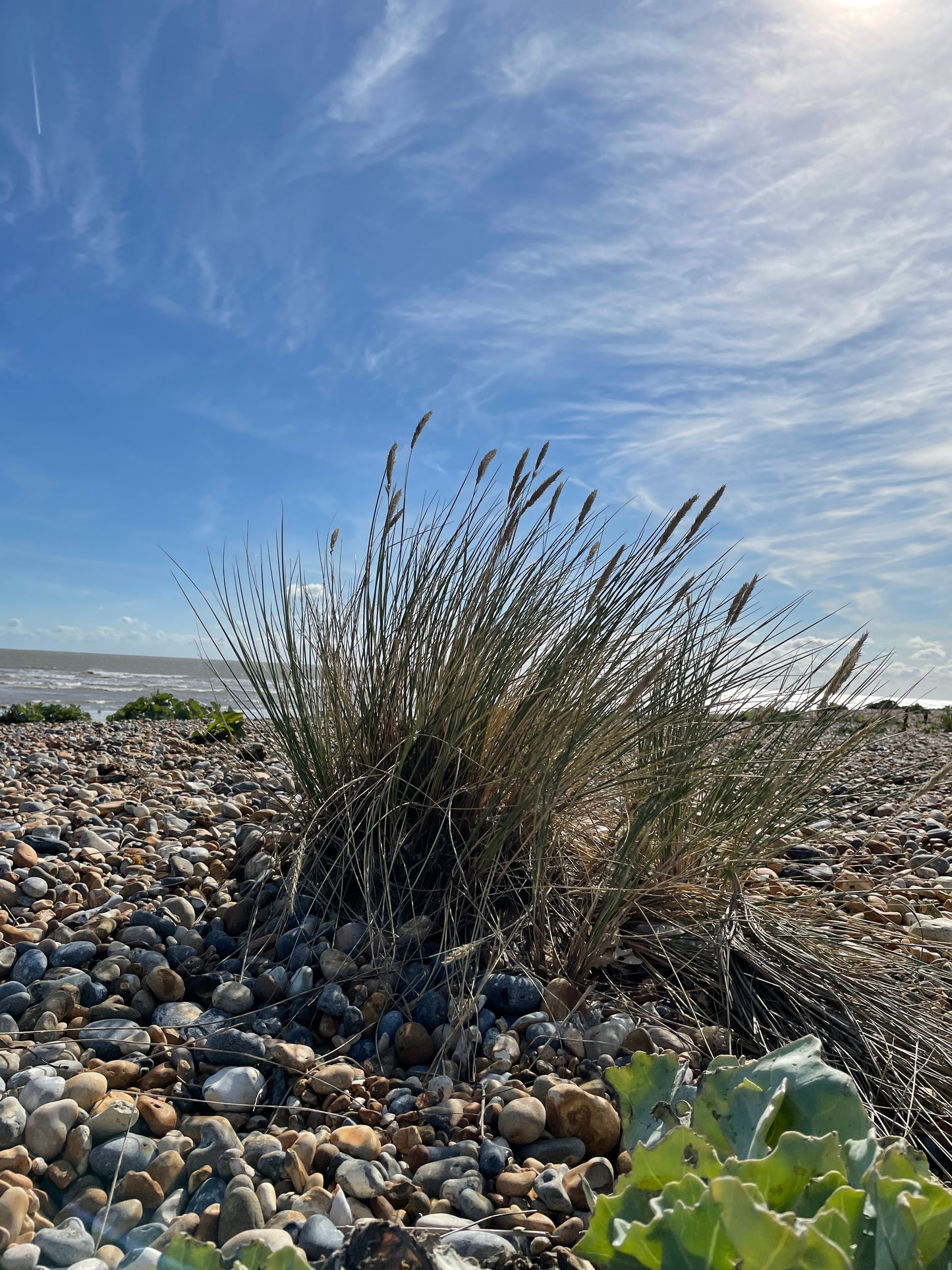 Sea Grass Greeting Card